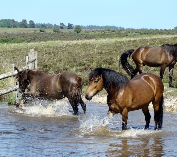 ponies